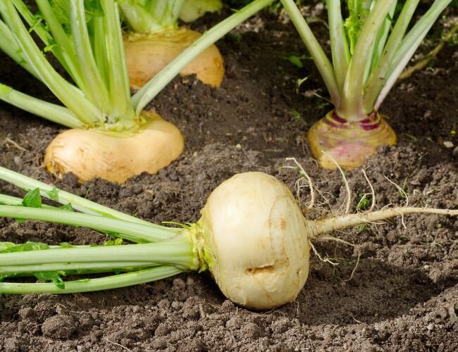 Mairüben Boule d'Or auf der Gartenerde | © stock.adobe.com