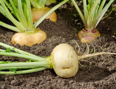 Mairüben Boule d'Or auf der Gartenerde | © stock.adobe.com