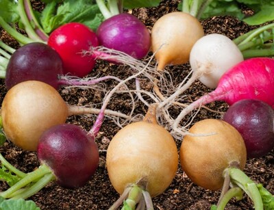 Bunte Radieschen Mischung Pflanze | © stock.adobe.com