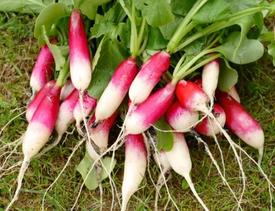 Radieschen von 18 Tagen Pflanze | © stock.adobe.com