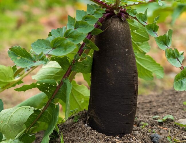 schwarze Radieschen Noir Gros Pflanze | © stock.adobe.com