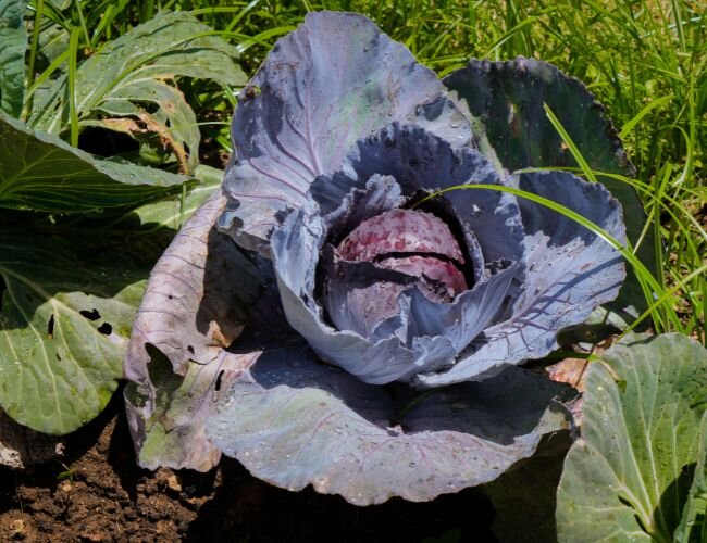 Rotkohl tete noire Schwarzkopf | © stock.adobe.com