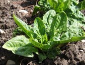 Spinat palco F1 pflanzen | © stock.adobe.com