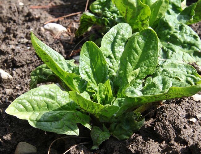 Spinat palco F1 pflanzen | © stock.adobe.com