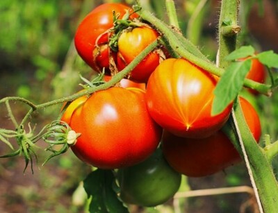 Bio Saatgut Fleischtomate Ochsenherz  | © stock.adobe.com