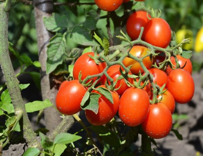 Bio Saatgut Kirschtomate Red Cherry – Nahaufnahme der Tomatenpflanze mit reifen roten Früchten. | © stock.adobe.com