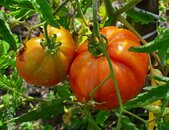 Tomate Ananas – Pflanze mit großen gelb-orangefarbenen Früchten in voller Blüte. | © stock.adobe.com