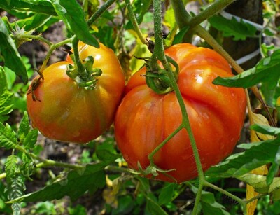 Tomate Ananas – Pflanze mit großen gelb-orangefarbenen Früchten in voller Blüte. | © stock.adobe.com
