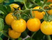 Tomate Golden Pearl F1 – Pflanze mit kleinen, goldgelben Tomaten in einem kompakten Wuchs. | © stock.adobe.com