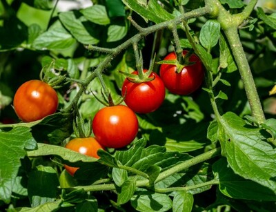 Tomate Super Sweet 100 F1 – Pflanze mit vielen kleinen, leuchtend roten Cocktailtomaten. | © stock.adobe.com
