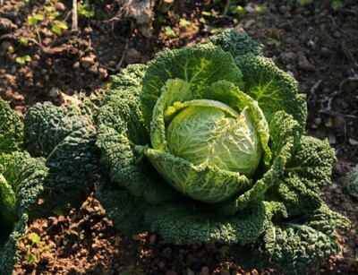 Wirsindkohl gros des vertus 3 pflanzen | © stock.adobe.com
