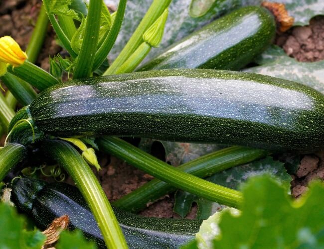 Bio Zucchini verte noire pflanzen | © stock.adobe.com
