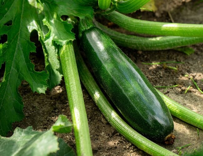 Zucchini Black Beauty pflanze Gemüse | © stock.adobe.com