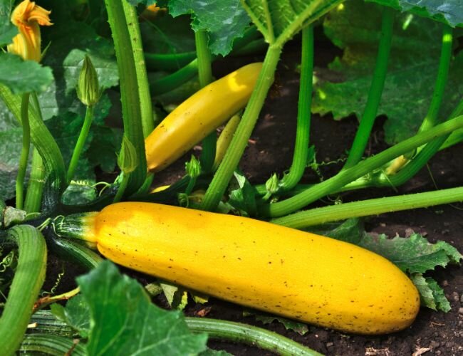 Zucchini Jaune Soleil F1 pflanze Gemüse | © stock.adobe.com