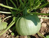 runde Zucchini de nice fruits ronds pflanzen | © stock.adobe.com