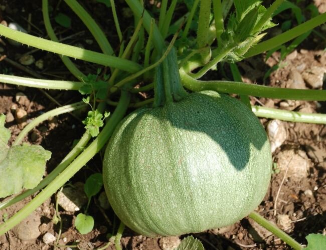 runde Zucchini de nice fruits ronds pflanzen | © stock.adobe.com