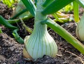 Mai Zwiebel aus Paris pflanzen | © stock.adobe.com