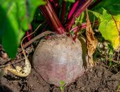 Bio Rote Bete Noire d'Egypte | © stock.adobe.com