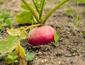 Rote Bete Noire d'Egypte Eco | © stock.adobe.com