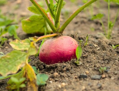 Rote Bete Noire d'Egypte | © stock.adobe.com