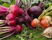 Farbige Bete Mischung | © stock.adobe.com
