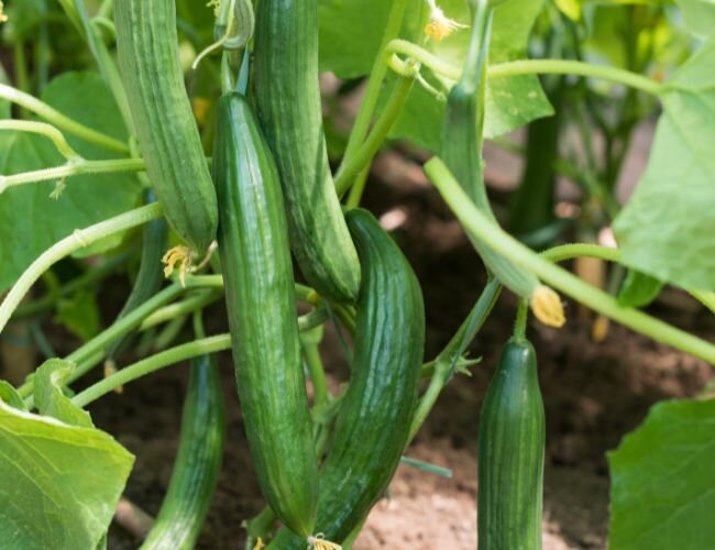 © stock.adobe.com © stock.adobe.com