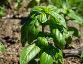 Basilikum Grant Vert Pflanze | © stock.adobe.com