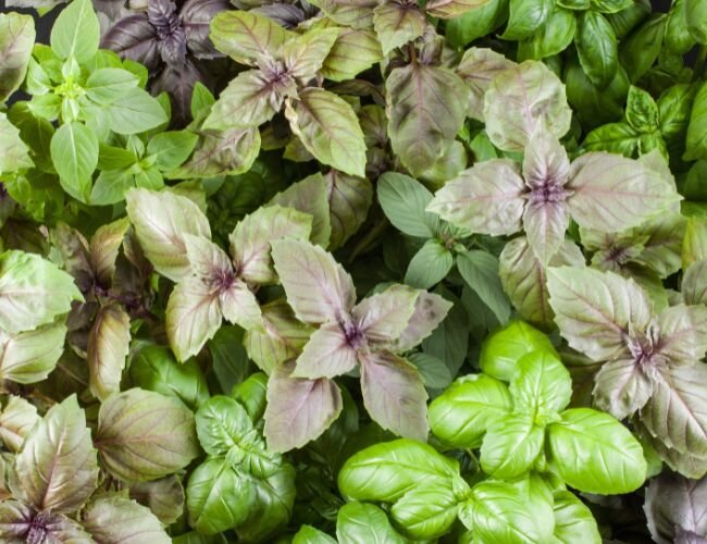 Basilikum Mischung fünf Sorten Pflanzen | © stock.adobe.com