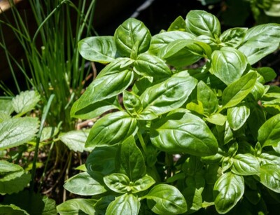 Vorgesäte Scheiben Petersilie Basilikum Schnittlauch Dill Rucola  | © stock.adobe.com