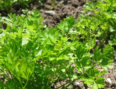 Kerbel Pflanzen | © stock.adobe.com