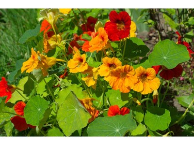 Kapuzinerkresse Florissimo Pflanzen | © stock.adobe.com
