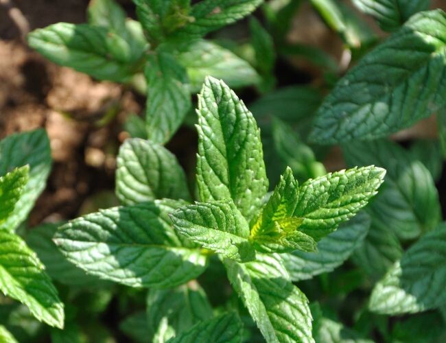 20 Grüne Maniokbaumsamen - Einfache Anzucht Für Garten & Balkon