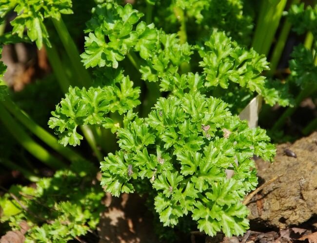 Bio Saatgut Kraus Petersilie Grüne Perle | © stock.adobe.com