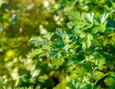 Glatte Petersilie Eco | © stock.adobe.com