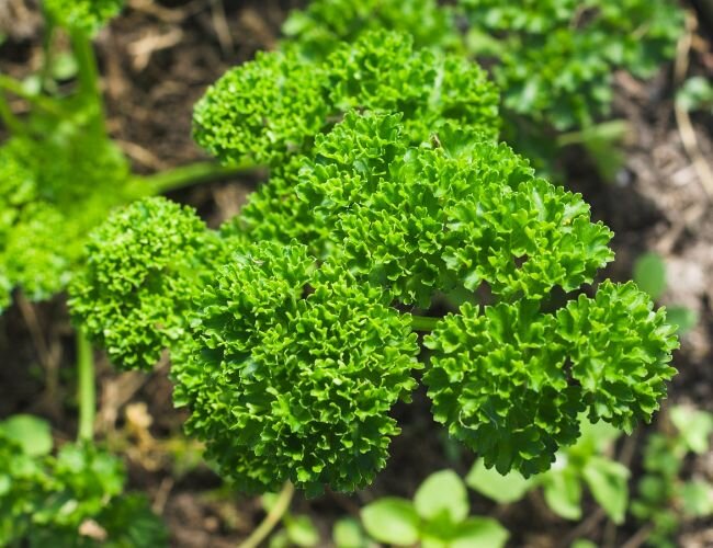 Krause Petersilie Eco | © stock.adobe.com