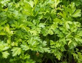 Petersilie Gigante d'Italia | © stock.adobe.com