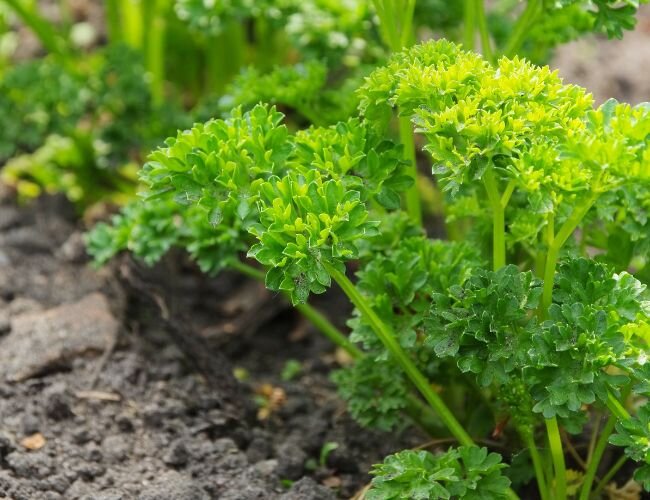 Krause Petersilie Grüne Perle | © stock.adobe.com