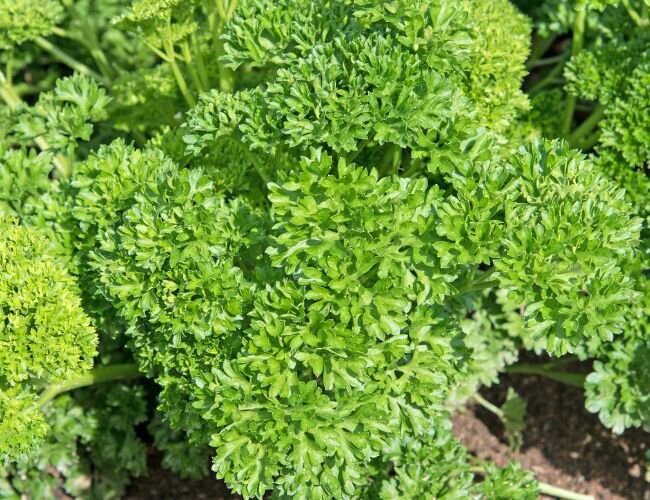 Petersilie Krause Mousse Starlett | © stock.adobe.com