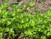 Petersilie Gigante d'Italia Bio Saatgut | © stock.adobe.com