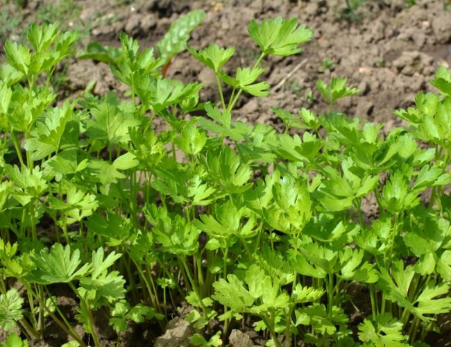 Petersilie Gigante d'Italia Bio Saatgut | © stock.adobe.com