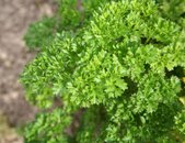 Vorgesagte Scheiben Petersilie Krause Samen | © stock.adobe.com