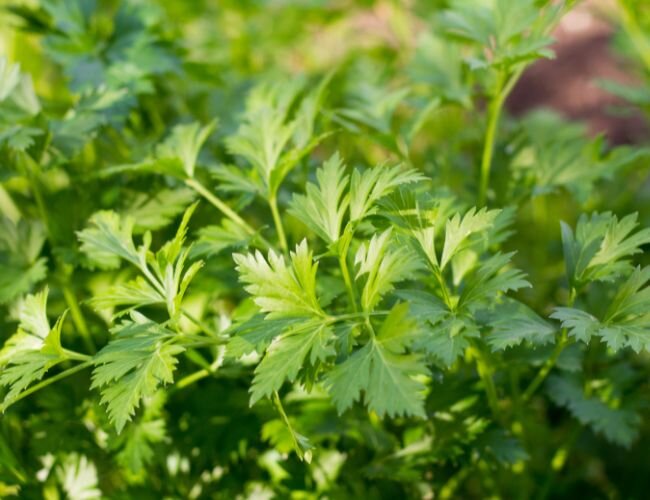 Vorgesagte Scheiben Petersilie Gigante d'Italia | © stock.adobe.com