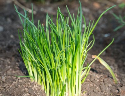 Schnittlauch Pflanze | © stock.adobe.com