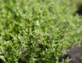 Thymian Pflanze | © stock.adobe.com