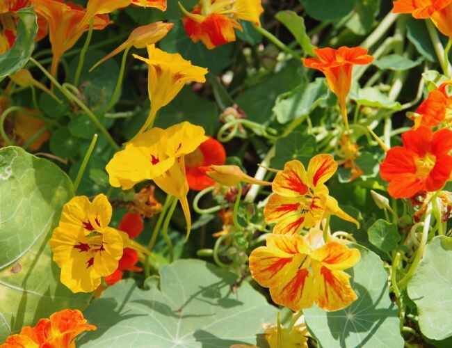Saatgut Große Rankende Kapuzinerkresse mit prächtigen Blüten