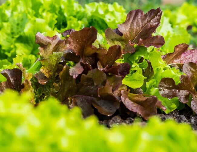 Bio Saatgut Mesclun Baby leaf Pflanze | © stock.adobe.com