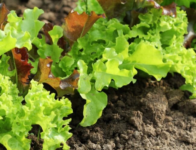 Pflücksalat Babyleaf mit Rucola Pflanze | © stock.adobe.com