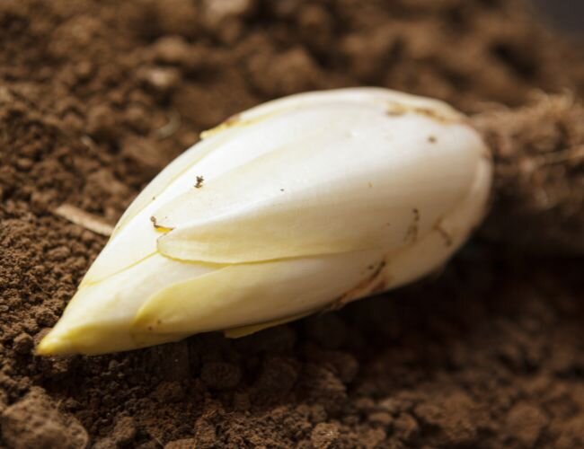 Chicoree pain de sucre pflanze | © stock.adobe.com Chicoree pain de sucre pflanze | © stock.adobe.com