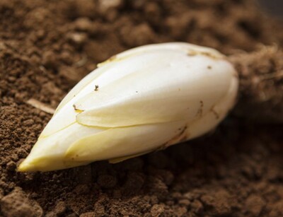 Chicoree pain de sucre pflanze | © stock.adobe.com