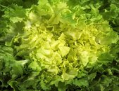 Chicoree eminence Salat | © stock.adobe.com Chicoree eminence Pflanze  | © stock.adobe.com